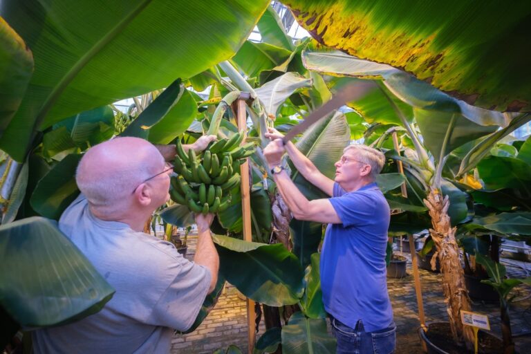 Lokale producent oogst bananen in een Nederlandse bananenkas voor duurzame en verse ingrediënten bij Next Venue.