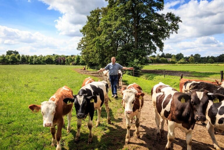 Lokale melkveehouder met koeien in de wei, partner van Next Venue voor verse en duurzame streekproducten.